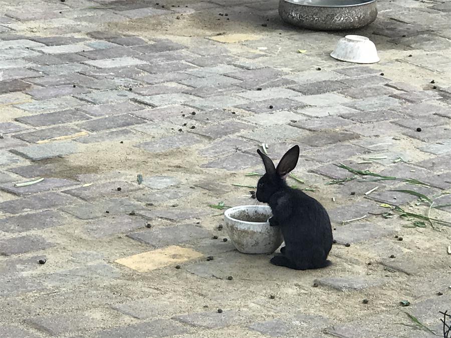 天鵝湖風(fēng)景區(qū)（泰山）速覽！(圖7)